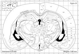 Proteine atlas rat / proteine atlas rat : Brain Slice Electrophysiology Protocol Abcam