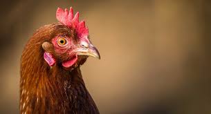 There are a variety of breeds of chickens where the adults are white or mostly white. Chicken Names 220 Adorable Ideas For Naming Perfect Poultry