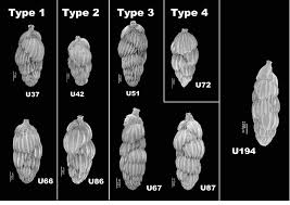 Image result for Dissotis peregrina