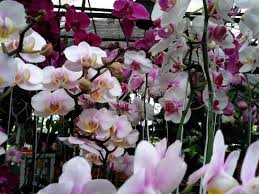 Material kayu terkenal membuat rumah terkesan hangat dan klasik. Beautiful Flowers Form Heaven On Earth Stock Photo Image Of Elegance Colorful 161611020