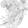600x600 cute koala bear coloring page color luna. 1
