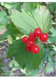They have a pit inside of them that makes them less appealing to throw in a batch of muffins or over the morning granola and are, at least to my tastebuds, tarter. See Alaska S Plants And Berries In The Fall Make It A Garden