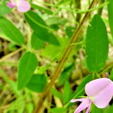 Image result for Galactia