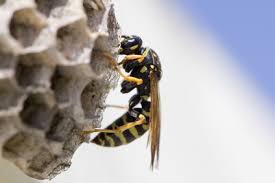 Die insekten gelten schließlich als aggressiv und stechlustig. Wespennest Im Garten So Entfernen Sie Das Wespennest Selbst