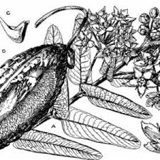 Image result for Pachycarpus lineolatus