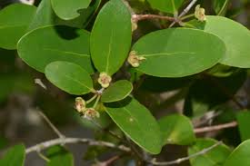 Image result for Eugenia capensis