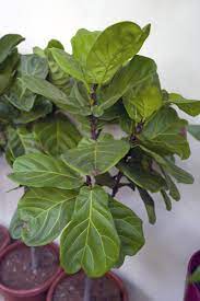 Welche zimmerpflanzen solltest du kaufen? Zimmerpflanzen Mit Grossen Blattern Freudengarten