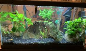 Crustace Caridina Multidentata Ex Caridina Japonica Japonica Fiche Complete Parametres Volume Maintenance En Aquarium Reproduction Et Nourriture