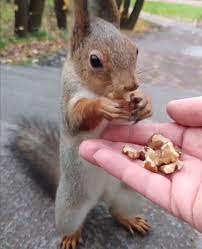 Pin By Michaela Walter On Eichhornchen Cute Animals Squirrel Animals