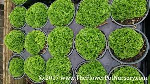 Image result for Selaginella soyauxii