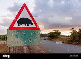 Beware hippos hi-res stock photography and images - Alamy