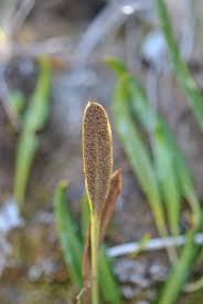 Image result for Elaphoglossum acrostichoides