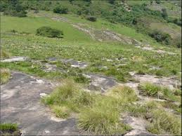 Image result for Coleochloa