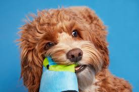 Image result for labradoodle