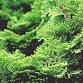 All Things Conifer!