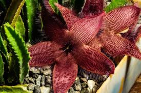 Image result for Stapelia