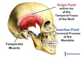 Muscles Of Mastication Chewing Dental Terminology Muscle Myofunctional Therapy