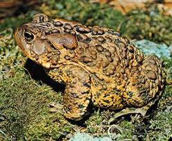 Toad Amphibian Britannica