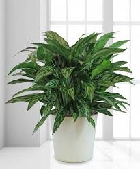 There are more than 100 different varieties of this plant, which is a member of the cabbage family. Chinese Evergreen Plant Indoor Plants Low Light Best Indoor Plants Chinese Evergreen Plant