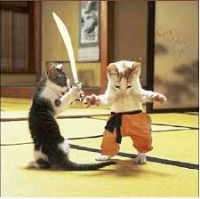 Karate Cat Funny Cat Pictures Kittens Funny Kitten Pictures