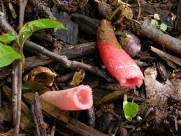 Image result for Mutinus elegans