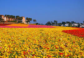 Maybe you would like to learn more about one of these? Carlsbad Ca Hotel Near The Flower Fields West Inn Suites