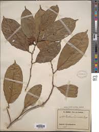 Image result for Heisteria zimmereri