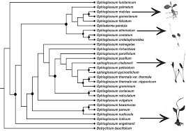 Image result for Ophioglossum gomezianum