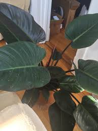 Help W Philodendron Rojo Plantclinic
