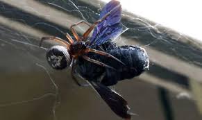 Its one bite has got the capacity to kill a human being. False Widow Spider Invasion Uk Spider Bite Hotspot Revealed Nature News Express Co Uk