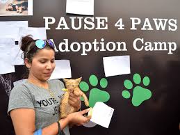 Animal care ngo near me. Welcome To Paws Pet Animal Welfare Society New Delhi India