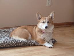 If you are unable to find your pembroke welsh corgi puppy in our puppy for sale or dog for sale sections, please consider looking thru thousands of pembroke welsh corgi dogs for adoption. Such A Cutie Corgi Corgi Corgi Breeders Welsh Corgi