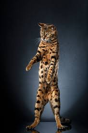 If you decide to have one of the bengal kittens for sale here, you have to know its health condition. Alexis Reynaud Standing Cats Las Vegas