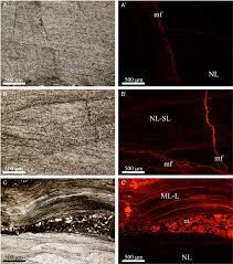 Thin Section Photomicrographs Of Brachiopod Shells From The Valdemilano Download Scientific Diagram