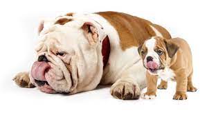 Learn more about the english bulldog breed and find out if this dog is the right fit for your home at petfinder! Best Age To Breed A New Bulldog Plus 6 Health Risks To Know Any Bulldog