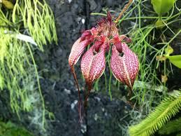 Image result for Bulbophyllum cochleatum