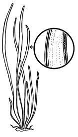 Image result for Vittaria elongata