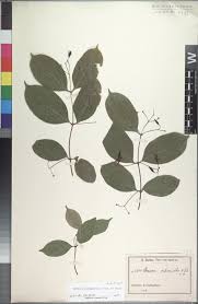 Image result for Baissea