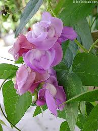 Image result for Vigna schimperi