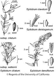 Image result for Epilobium salignum