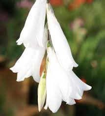Image result for Dierama formosum × plowesii