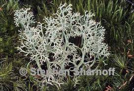 Image result for Cladina  stellaris