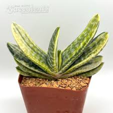 Image result for Droguetia