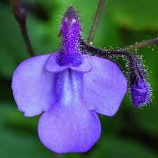 Image result for Streptocarpus glandulosissimus