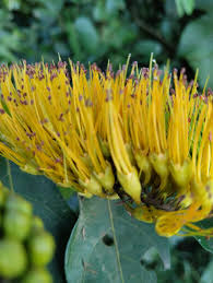 Image result for Combretum psidioides