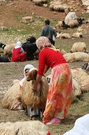 Milking The Flock In Box Canyon Outside Of Mardin Turkey Hayvanat Bahceleri Fotograf Sanatsal Fotograf