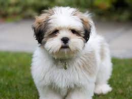 Lhasa Apso Petstarter