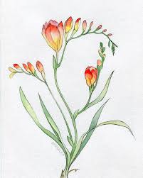 Image Result For Freesia Botanical Illustration Art Nouveau Flowers Flower Art Watercolor Flowers Paintings