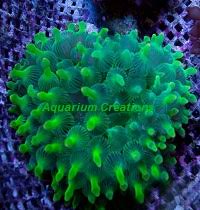 Speckles = exactly what it sounds like, the tentacles and body have specks everywhere Bubble Anemones For Sale Rose Anemone Rainbow Bubble Anemone Green Bubble Anemone