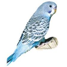 Can you buy birds at petsmart. Pin On Just Plain Adorable